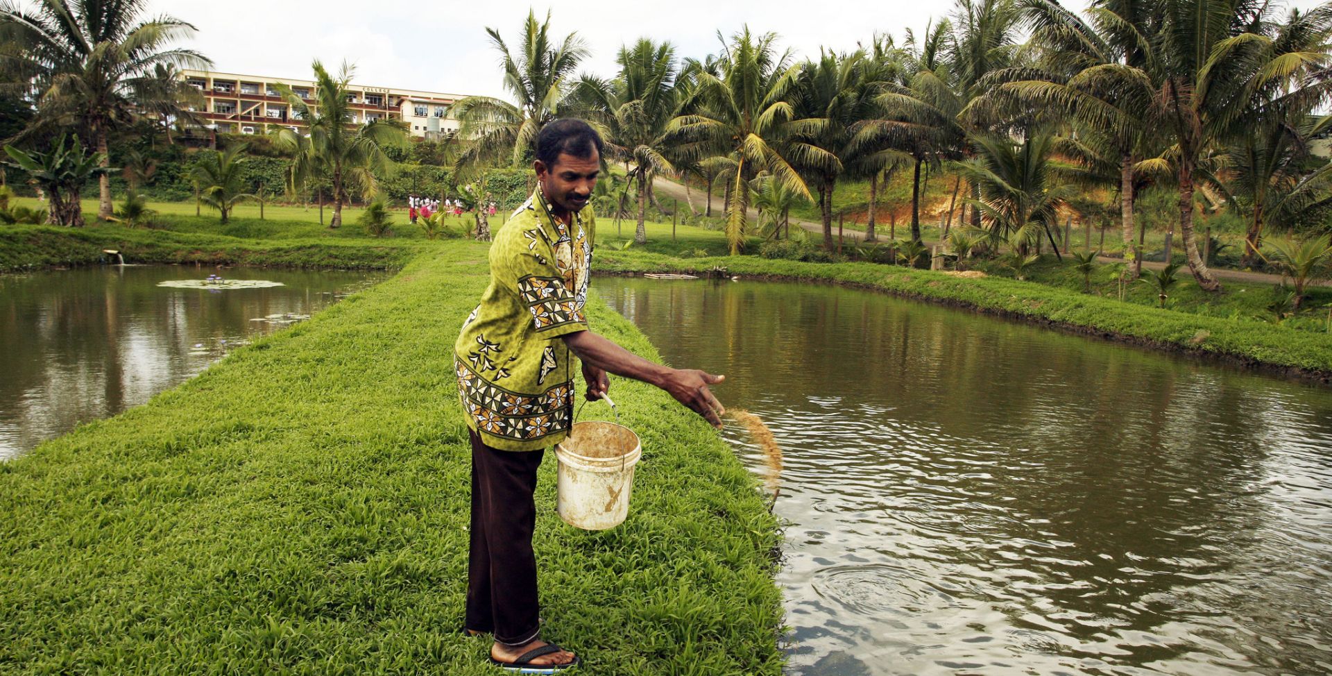 A man standing in a canal area throwing fish food into the water, behind him are palm trees